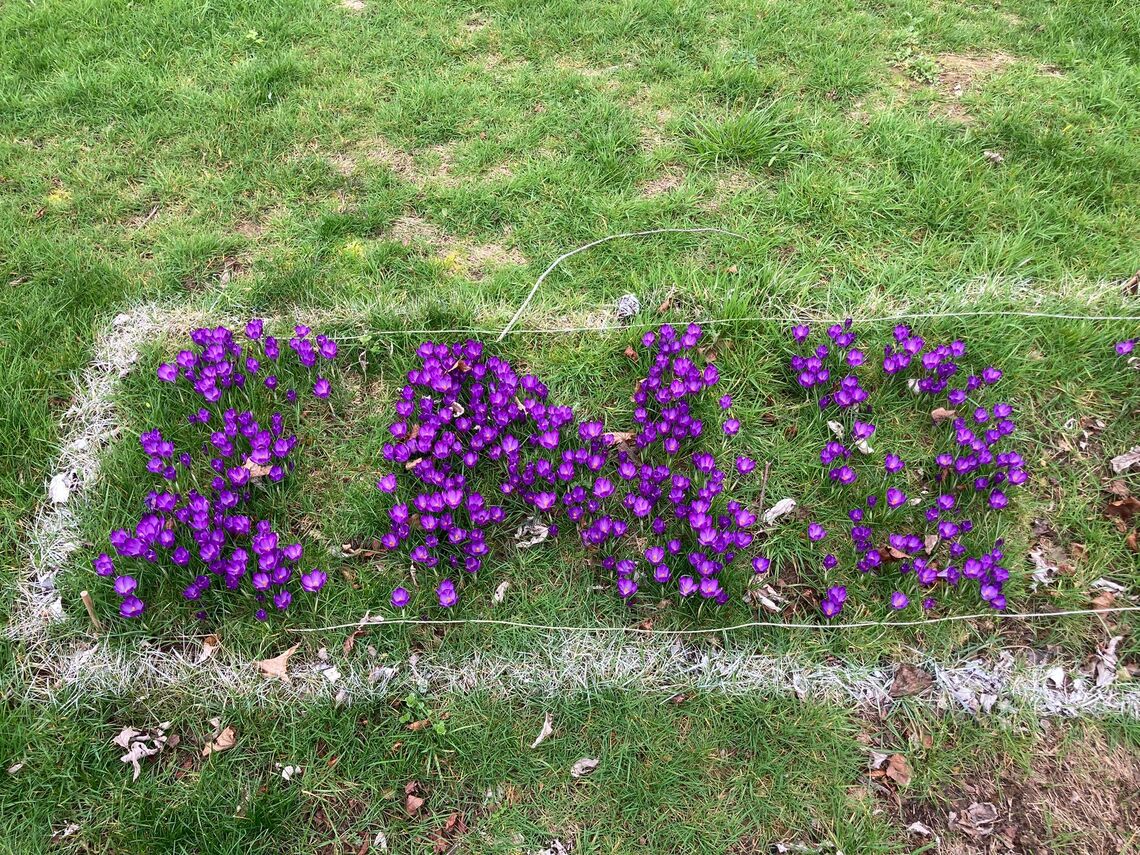 crocuses end