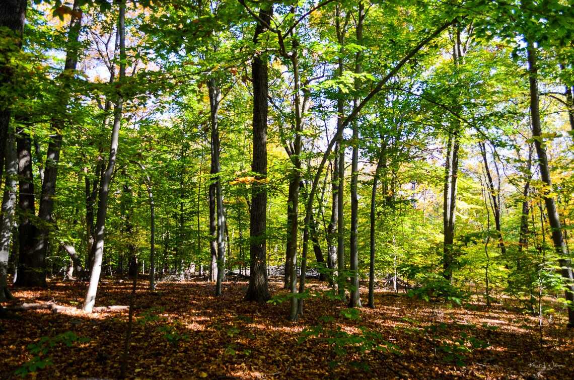 forest light