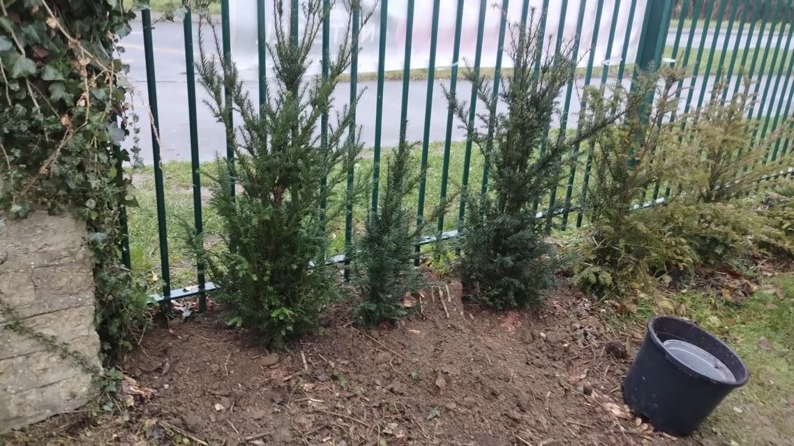 yew trees